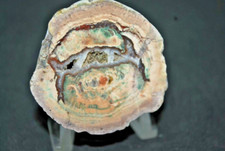 FRIEJUS AGATES (VAR) LITHOPHYSES DE L'ESTEREL