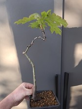 Red Oak  bonsai tree