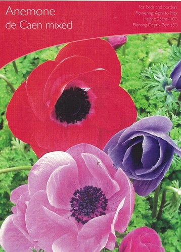 Anemone caen mixed - de,