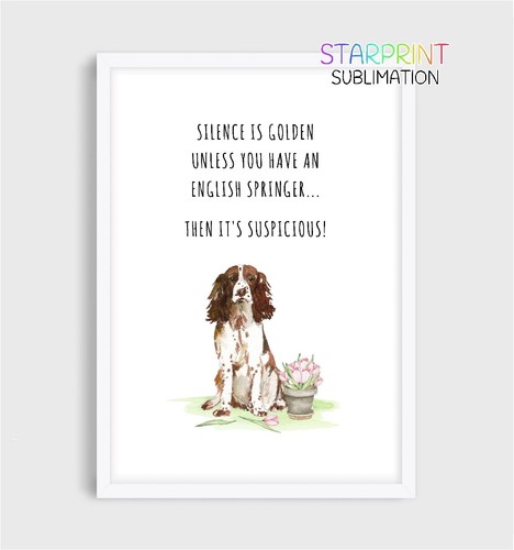 English springer spaniel - springer,