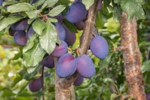 Fruit seeds grow - fruit, your