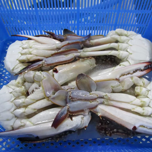 Frozen half cut - blue, crab