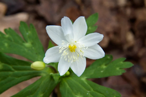 Anemone flaccida ginpai - anemone,