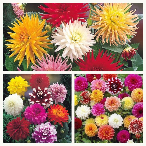 Dahlia mixed tubers - dahlia,