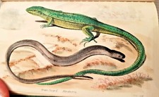 Our Reptiles: Lizards Snakes