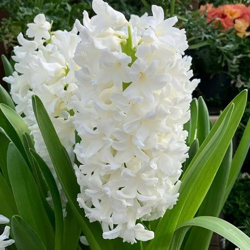 Hyacinth white pearl spring - hyacinth,