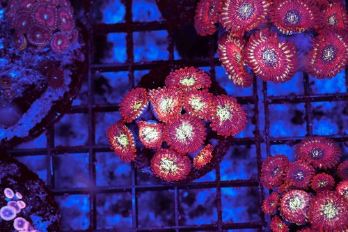 Mayhem zoanthid colony wysiwyg - zoanthid,