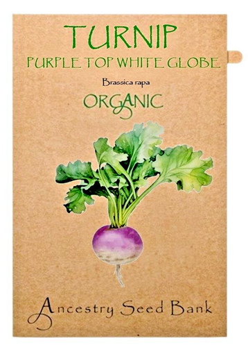 Organic turnip purple - turnip, 🌱