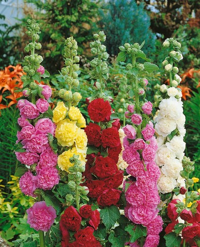 Hollyhock chaters double - 'chaters,