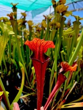 Sarracenia Oreophila x Asbo (carnivorous pitcher plant)