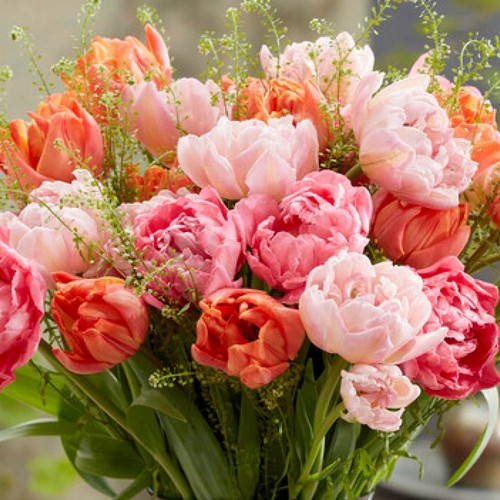 Tulip double flowering mixed - tulip,