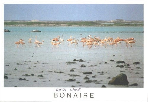 Vintage postcard flamingos - postcard,
