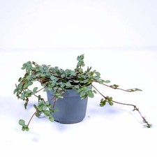Pilea libanensis Silver