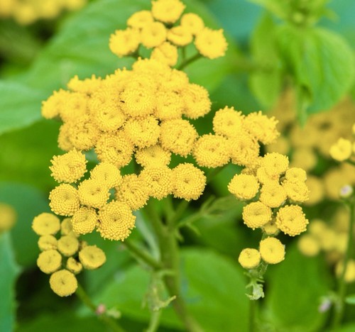 Tansy tanacetum vulgare - tanacetum,