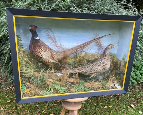 Taxidermy pheasants pair cock - taxidermy,