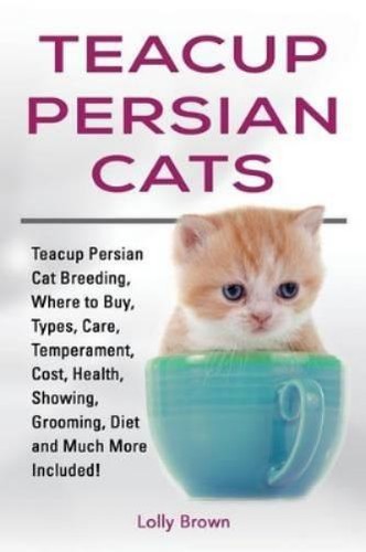 Lolly brown teacup persian - lolly,