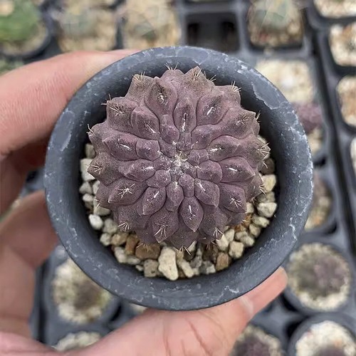 4cm succulent cactus - 3-4cm,