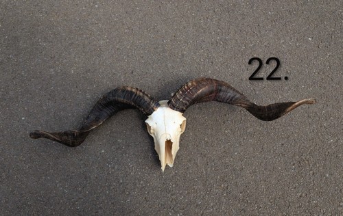 Ram skull skulls - ram, bones