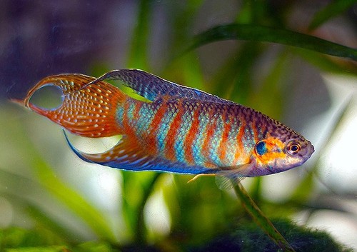 Blue paradise gourami live - blue,
