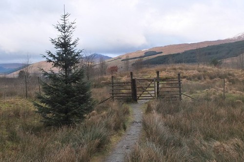 Photo 6x4 deer - deer, fence