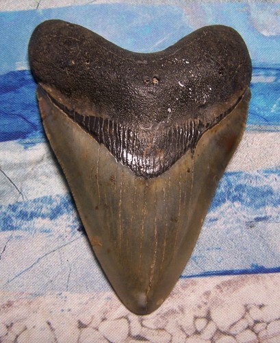 Megalodon shark tooth 8 - megalodon, 7/8"