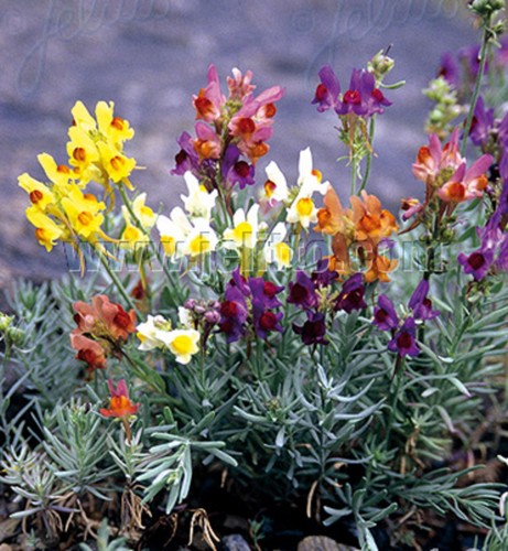 Linaria neon lights - neon,