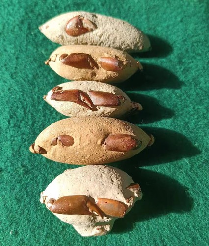 Pcs natural fossil crab - pcs,