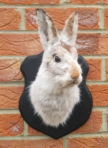 Real taxidermy mountain hare - real,