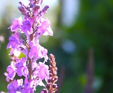 Linaria purpurea Purple