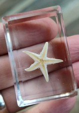Real starfish star - real,