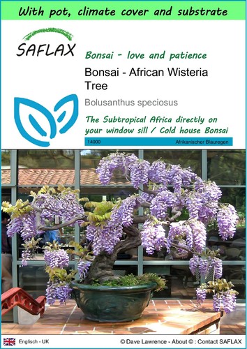 Saflax garden bonsai - garden,