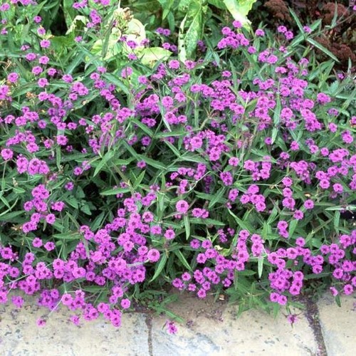 Verbena rigida plug - plug, plants