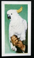 SULPHUR-CRESTED COCKATOO