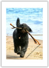 Dog labradoodle pet beach - dog,