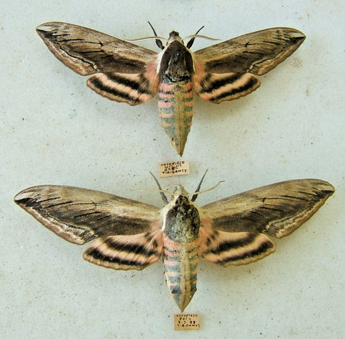 Privet hawk moth ligustri - privet, s.