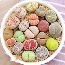 Mixed Lithops Living Stones 10 seeds, Rare Succulent seeds with plant tag