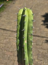 Polaskia Chichipe Large Cactus