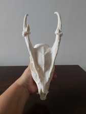 Muntjac Buck Deer Skull