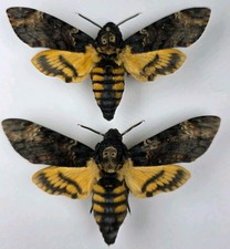 Acherontia Atropos A- Set