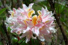 20 WESTERN AZALEA Pink White