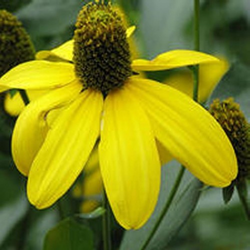 Rudbeckia laciniata flower - rudbeckia,