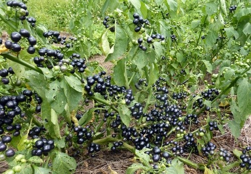 Garden huckleberry gmo - garden, huckleberry/