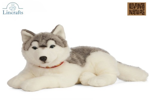 Lying husky dog - soft, toy