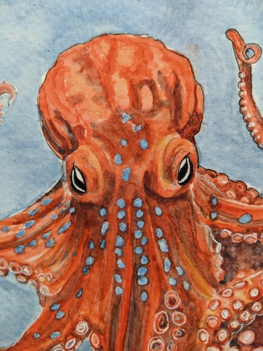 Giant pacific octopus - octopus, original