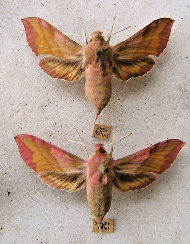Small elephant hawk moth - small,
