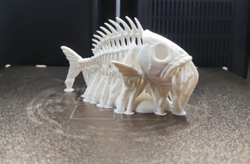 Skeleton fish figure - skeleton,