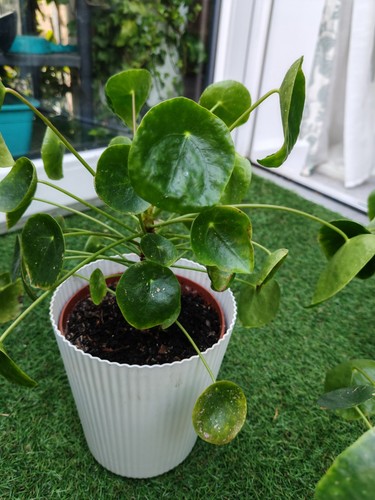 Pilea peperomioides large - 1,