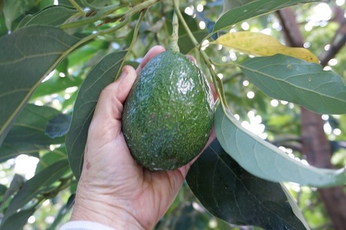 Avocado tree reed scion - reed, for