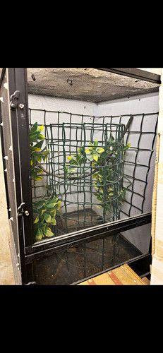 Glass reptile vivarium - reptile,