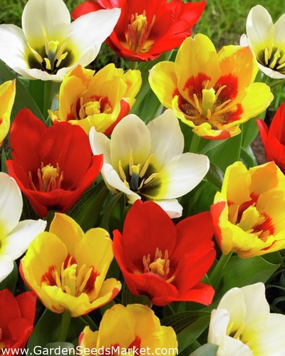 Specie tulips bulbs mixed - x,